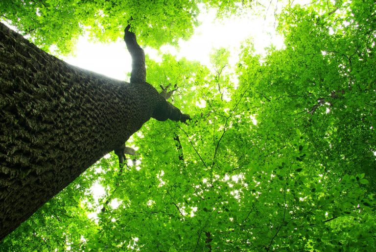 Shobrooke Woodland Management